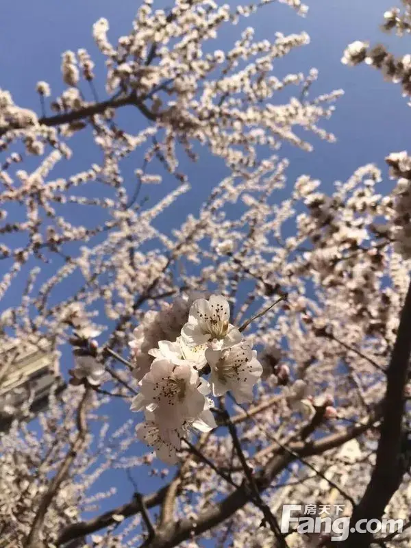 ԰аٻ  Сˮ