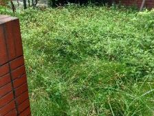 带花园 带阁楼 上叠 业主住家诚心卖