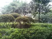 祥和如意居 2室1厅 南