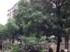 解放西路398号地矿局宿舍 南北通透,采光好 视野好,诚心出售