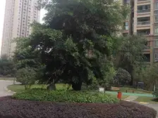 华岩新城 金科阳光小镇天天向上二房70万