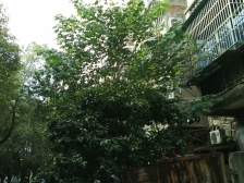 师大南路 南北通透,采光好 装修好,环镜优美 近地铁 中间楼层