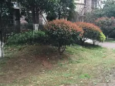 奥林匹克花园 南北通透,采光好 装修好,环镜优美 视野好,诚心出售