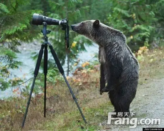 灰熊探索摄影师相机,研究屏幕按钮产生浓厚兴趣