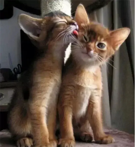 温暖治愈萌cp,"晒恩爱"的正确姿势来了!