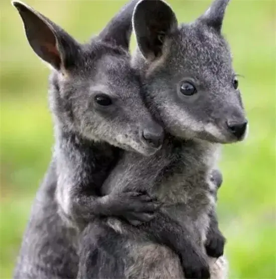 温暖治愈萌cp,"晒恩爱"的正确姿势来了!