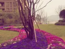 照母山 融创凡尔赛花园一期别墅五房625万