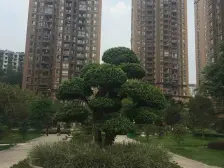 金源利青国青城 1室1厅 南