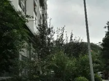 石坪桥 金虎苑三房61万