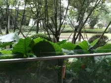 陈家坪 春风与湖四房175万