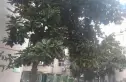21世纪假日花园实景图