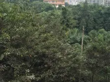 带楼顶大花园杨家坪轻轨站精装七房四卫