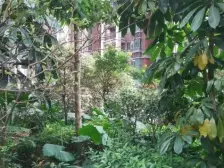 独栋大别墅,小区有湖,私家大花园,鸟语花香